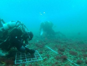 在英国海岸发现了神秘的水下“芭比兰”海藻林